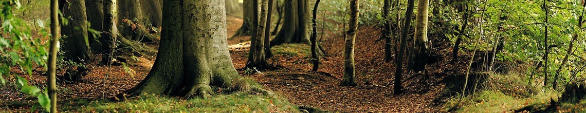 Champignons des bois