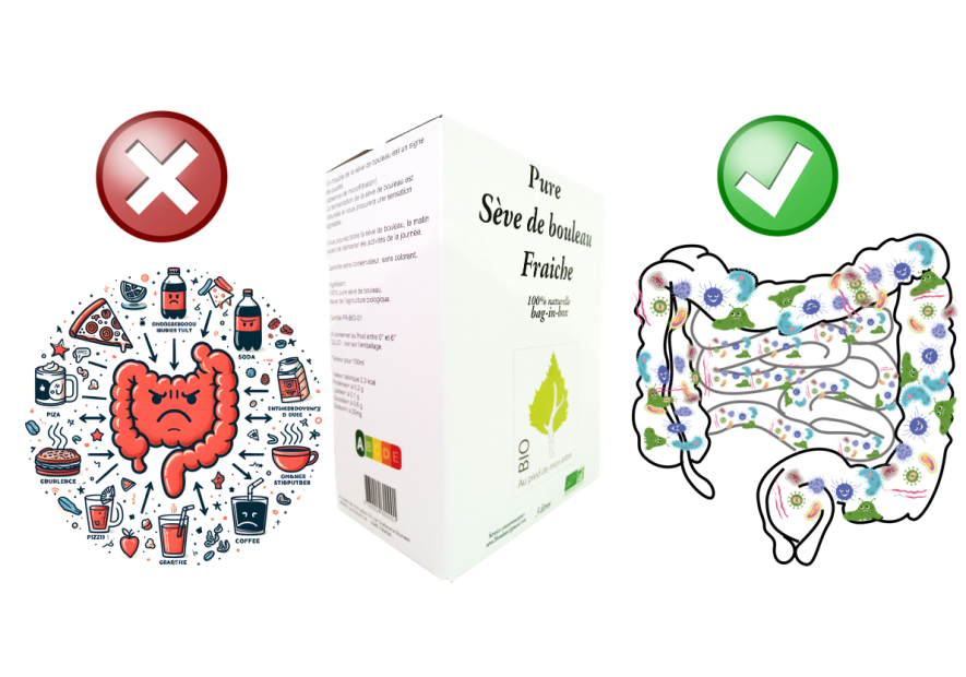 Sève de bouleau, microbiote et cerveau : quand le bien-être commence dans l’intestin.  