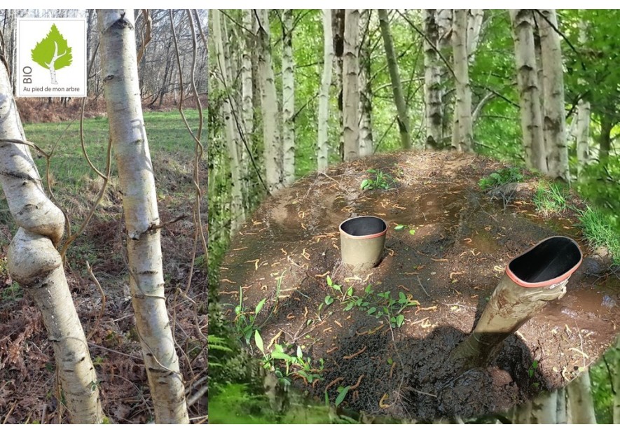  De la forêt à votre réfrigérateur