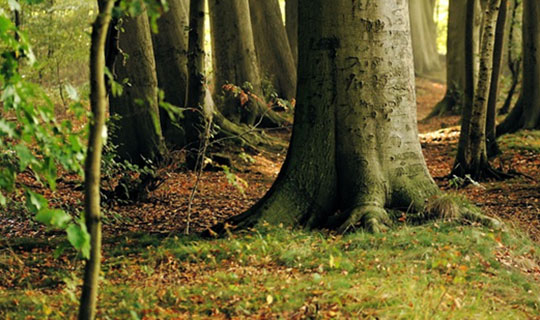 Champignons des bois