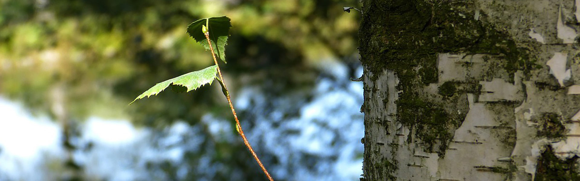 Question réponses