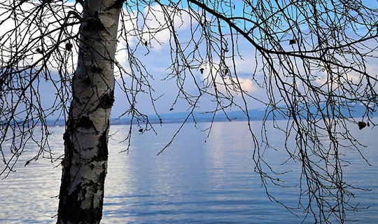 Sève de bouleau Lactofermentée